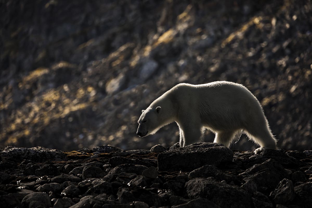 Ours Polaire - Fabrice Guérin